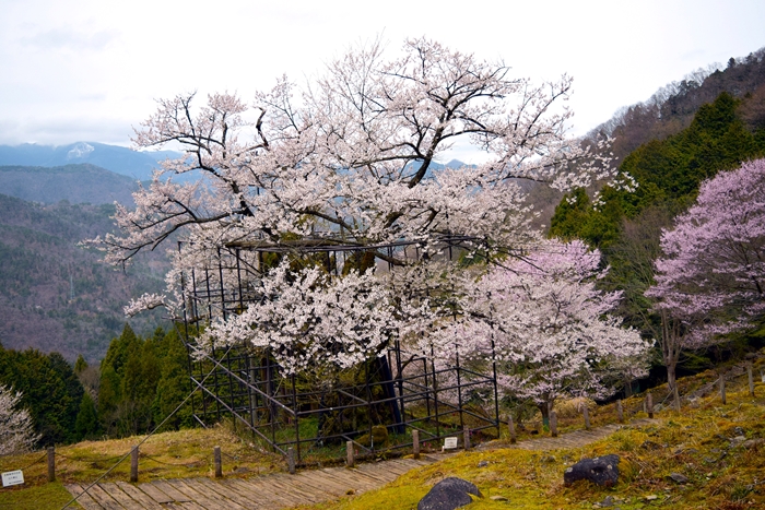 樽見の大桜