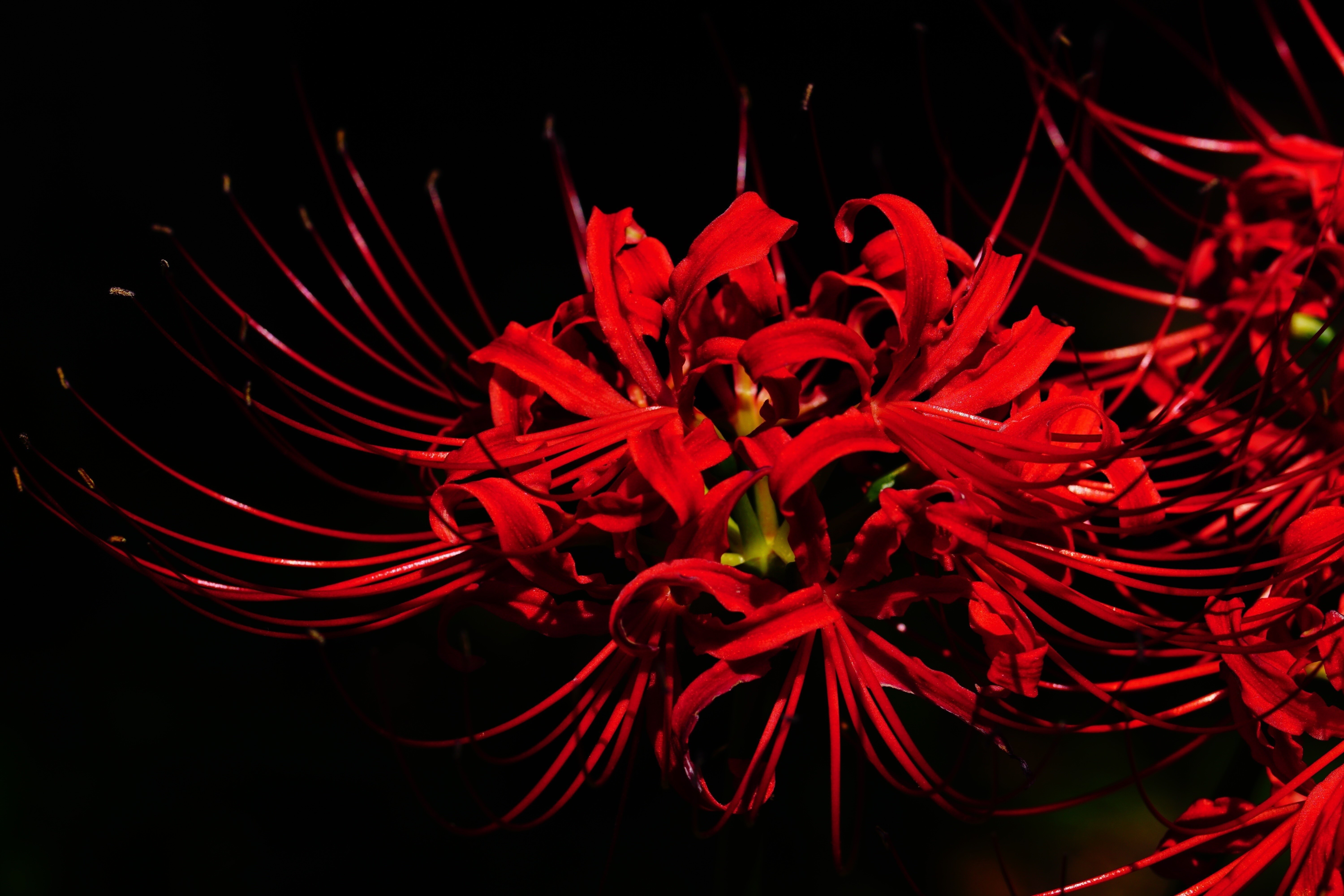 amaryllis
