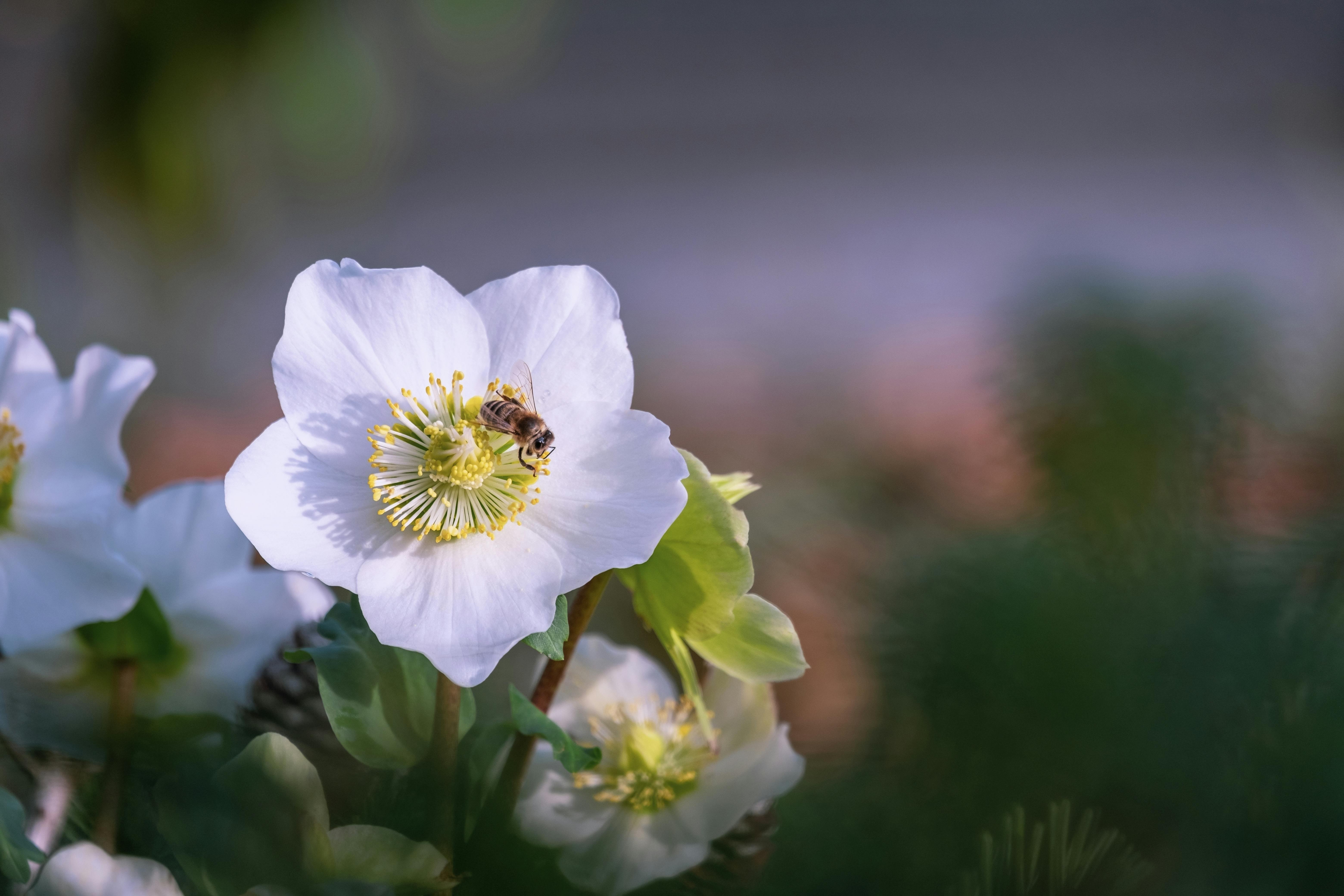 christmasrose