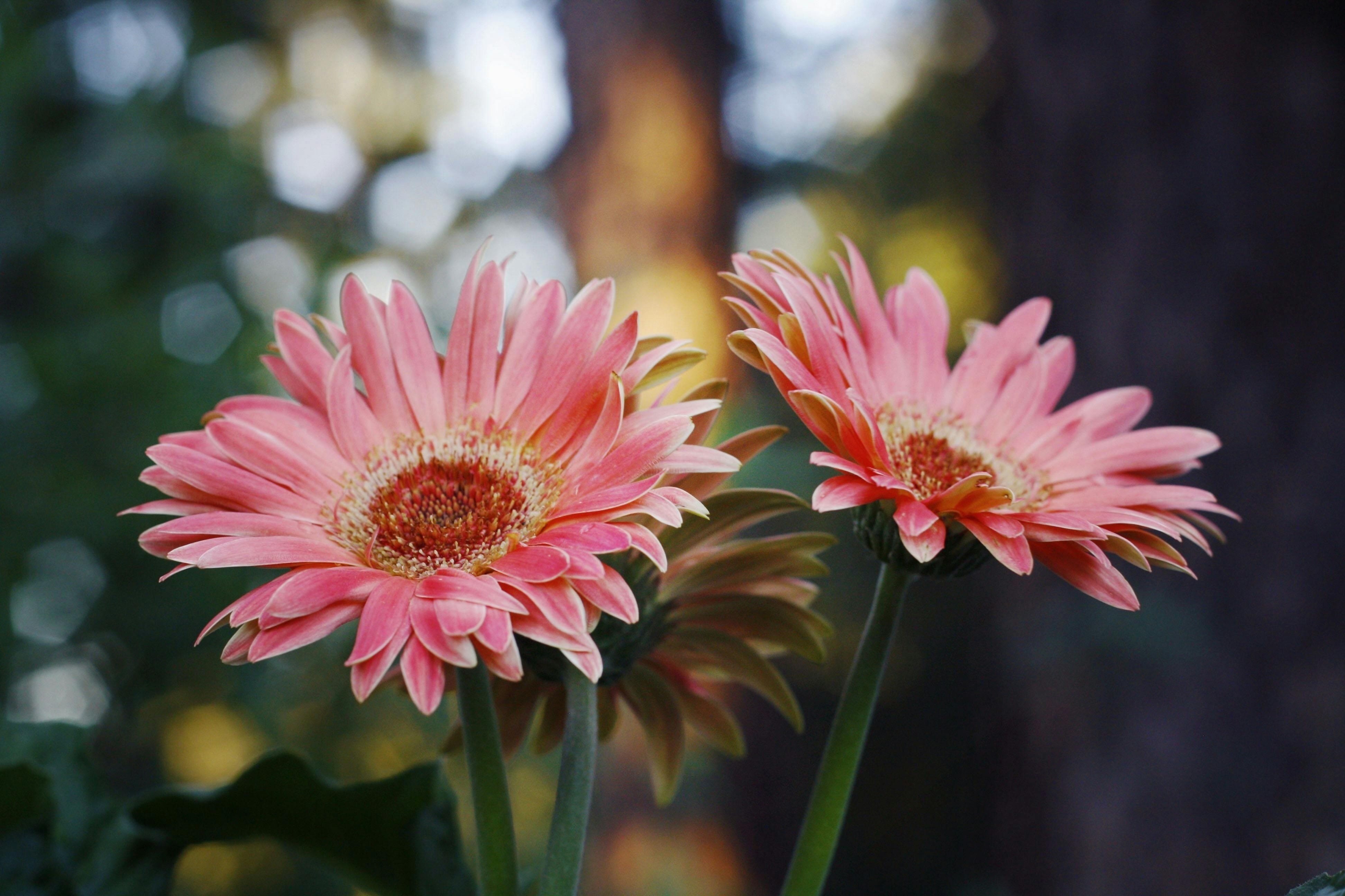 daisy